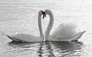 Animals Birds Swans Lakes Pond Water Reflection Love Romance Emotion Feathers Wildlife Desktop Images wallpaper thumb