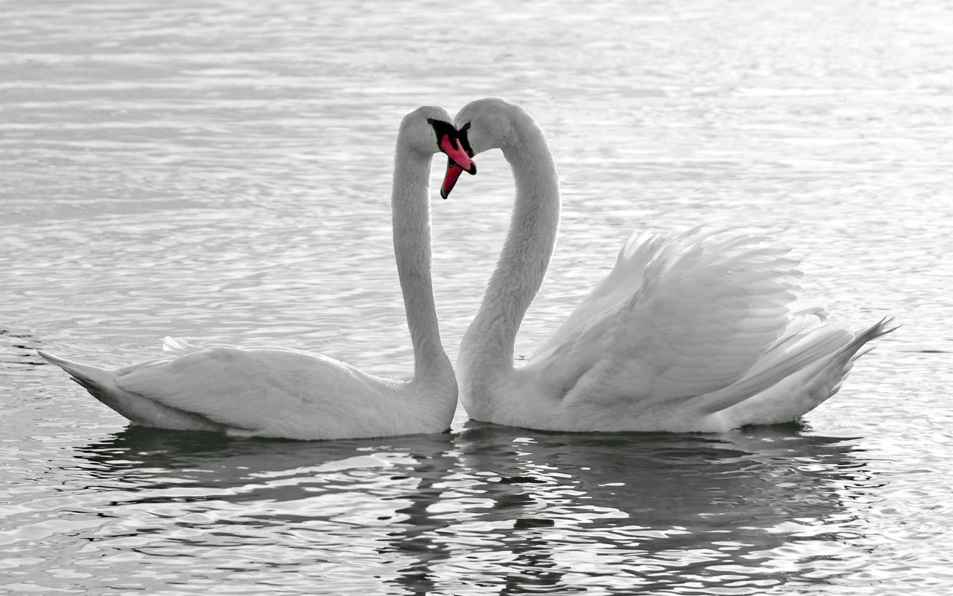Animals Birds Swans Lakes Pond Water Reflection Love Romance Emotion  Feathers Wildlife Desktop Images wallpaper | water | Wallpaper Better