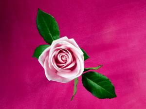 Cool Pink Rose wallpaper thumb