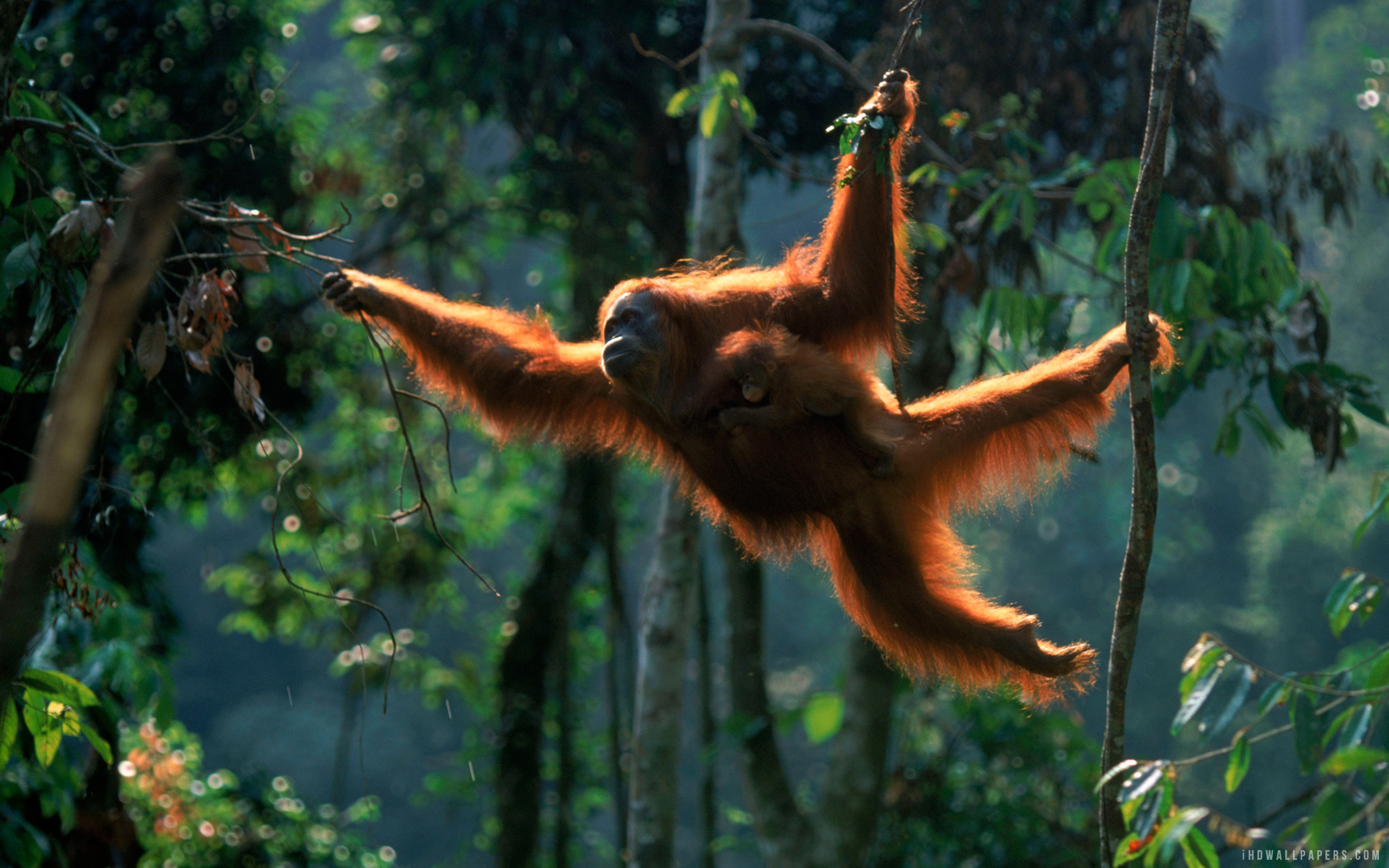 Download wallpaper for 240x320 resolution | Sumatran orangutan