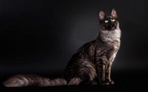 Cat side view, black background wallpaper thumb