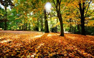 Autumn trees nature leaves and sun wallpaper thumb