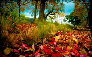 Autumn forest, autumn leaves on the grass wallpaper thumb