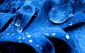 Blue leaf, water drops wallpaper thumb