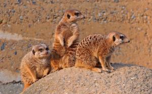 Meerkats family wallpaper thumb