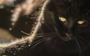 Black Cat with Yellow Eyes wallpaper thumb