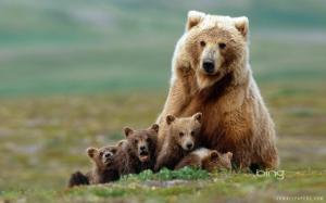 Grizzly Bear Sow With Four Cubs wallpaper thumb