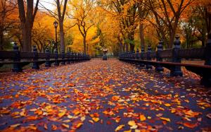 New York, autumn park, walk road, bench, yellow leaves, trees wallpaper thumb