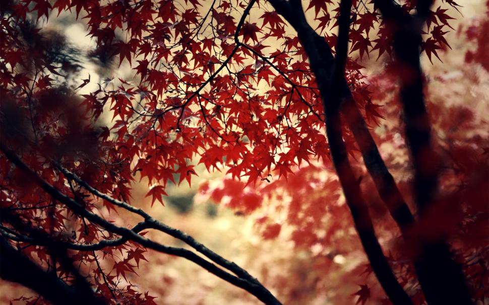 Autumn Leaves Tree HD wallpaper,nature HD wallpaper,tree HD wallpaper,leaves HD wallpaper,autumn HD wallpaper,2560x1600 wallpaper