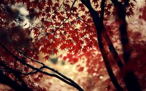 Autumn Leaves Tree HD wallpaper thumb