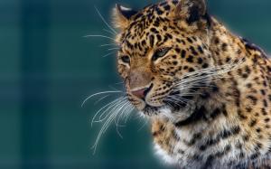 Animal portrait, jaguar, mustache wallpaper thumb