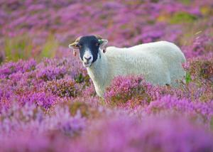 sheep, grass, flowers, lilac wallpaper thumb