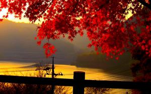 Red Autumn Leaves At Dusk wallpaper thumb