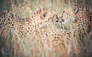 Leopards close-up, nature, hidden, grass wallpaper thumb