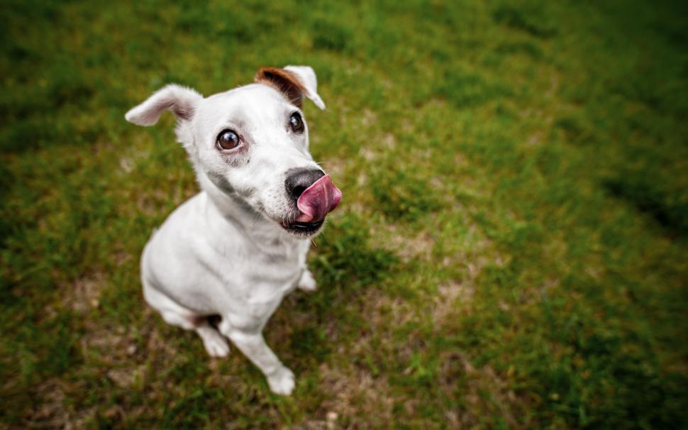 Dog Tongue HD wallpaper,animals HD wallpaper,dog HD wallpaper,tongue HD wallpaper,2560x1600 wallpaper