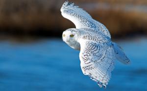 Snowy owl, flying, wings wallpaper thumb