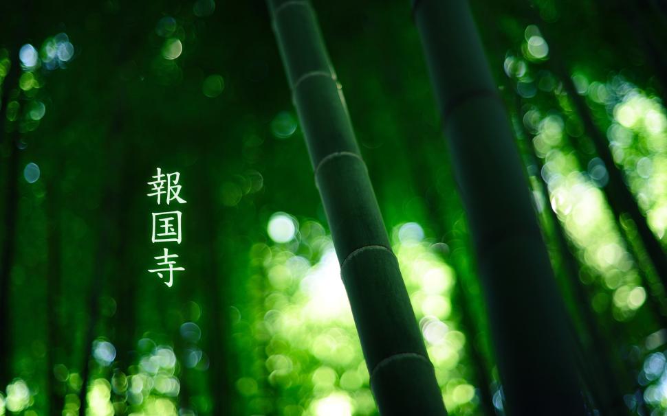 Bamboo Green HD wallpaper,nature HD wallpaper,green HD wallpaper,bamboo HD wallpaper,1920x1200 wallpaper