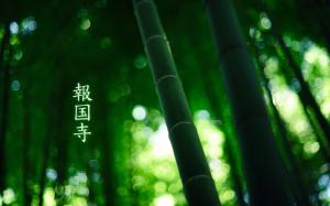 Bamboo Green HD wallpaper thumb