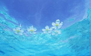 Flowers floating on the water wallpaper thumb