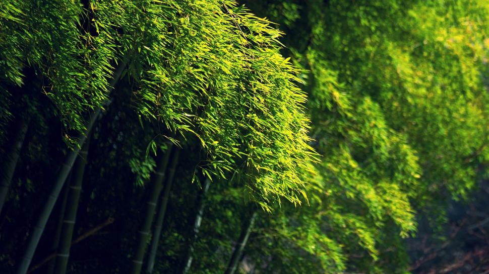 Nature, Landscape, Bamboo, Green, Trees wallpaper,nature HD wallpaper,landscape HD wallpaper,bamboo HD wallpaper,green HD wallpaper,trees HD wallpaper,1920x1080 wallpaper