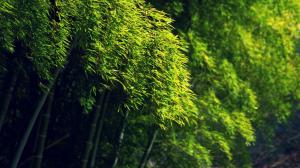 Nature, Landscape, Bamboo, Green, Trees wallpaper thumb