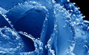 Blue rose petals, morning dew close-up wallpaper thumb