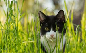 Cat in the grass, black and white wallpaper thumb
