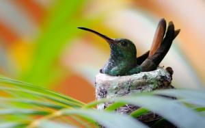 Hummingbird bird nest wallpaper thumb