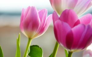 Pink tulip flower close-up photography wallpaper thumb