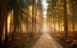 Nature Trees Forest Path Sunlight HD Resolution wallpaper thumb