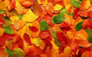 Autumn Leaves Background wallpaper thumb