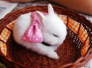 White bunny with a pink bow wallpaper thumb
