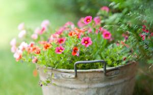 Little flowers in the bucket, green background wallpaper thumb
