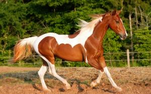 Horse With White Spots wallpaper thumb