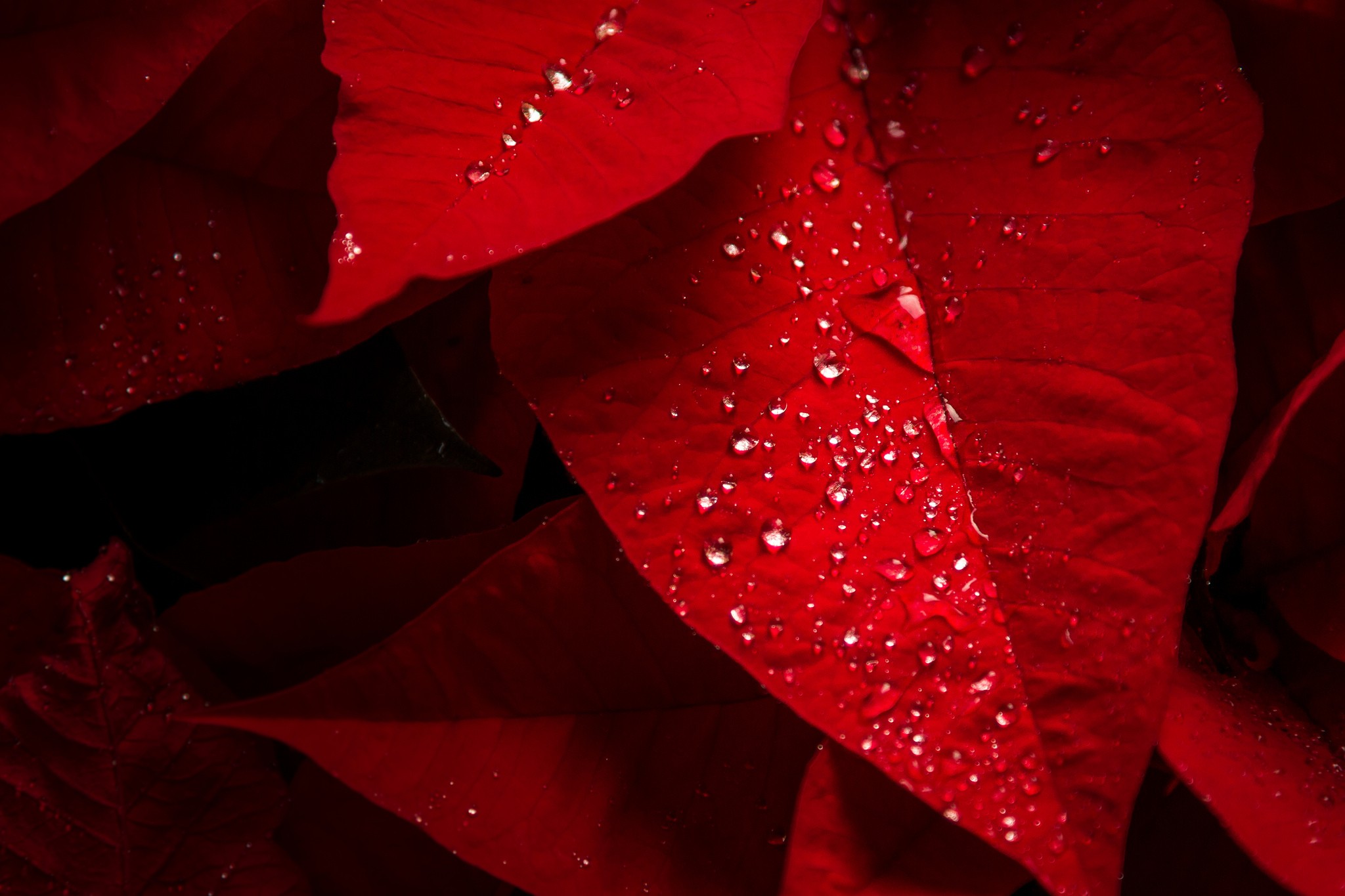 Water, water drop, leaves, red, photography wallpaper | photography ...
