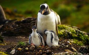 Penguin mother and baby penguin wallpaper thumb