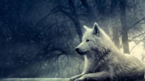Wolf in forest wallpaper thumb