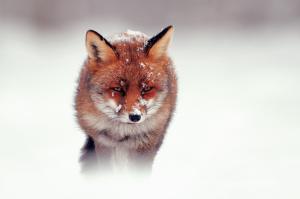 Red Fox In The Mist wallpaper thumb