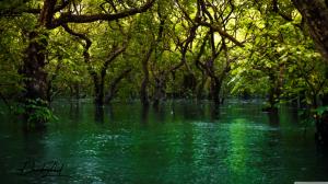 Forest Trees in the Water wallpaper thumb