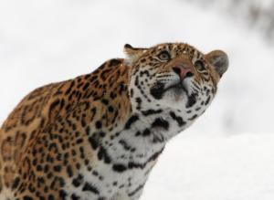 jaguar, predator, big cat wallpaper thumb