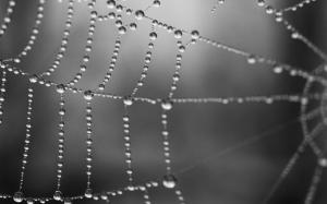 Grey Spider Web Free Desktop wallpaper thumb