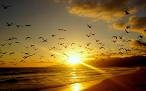 Birds, Beach, Landscape, Sunset, Flying wallpaper thumb
