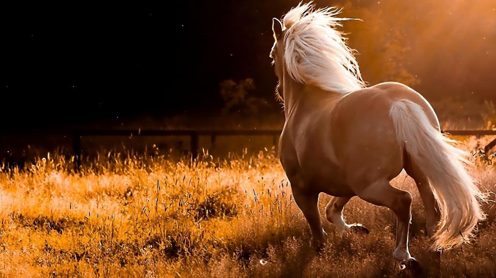 Horse, Animals, Tails, Grass, Sunset, Photography wallpaper,horse HD wallpaper,animals HD wallpaper,tails HD wallpaper,grass HD wallpaper,sunset HD wallpaper,photography HD wallpaper,1920x1080 wallpaper