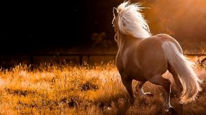 Horse, Animals, Tails, Grass, Sunset, Photography wallpaper thumb
