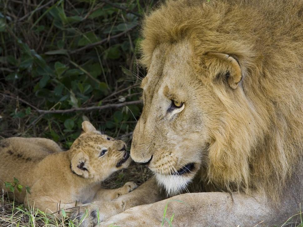 Lion father and baby family animal Love wildlife HD wallpaper,animals wallpaper,animal wallpaper,love wallpaper,lion wallpaper,baby wallpaper,family wallpaper,wildlife wallpaper,father wallpaper,1600x1200 wallpaper