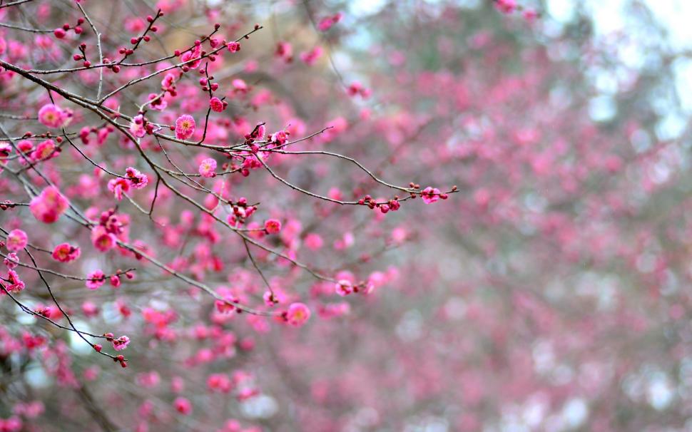 Japan, pink apricot flowers, branches, blossoms wallpaper,Japan HD wallpaper,Pink HD wallpaper,Apricot HD wallpaper,Flowers HD wallpaper,Branches HD wallpaper,Blossoms HD wallpaper,1920x1200 wallpaper