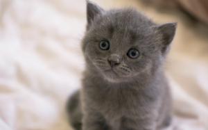 Gray kitten, eyes, snout, bokeh wallpaper thumb
