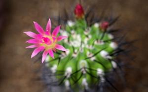 Cactus pink flowers wallpaper thumb