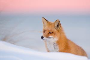 Fox in winter snow wallpaper thumb