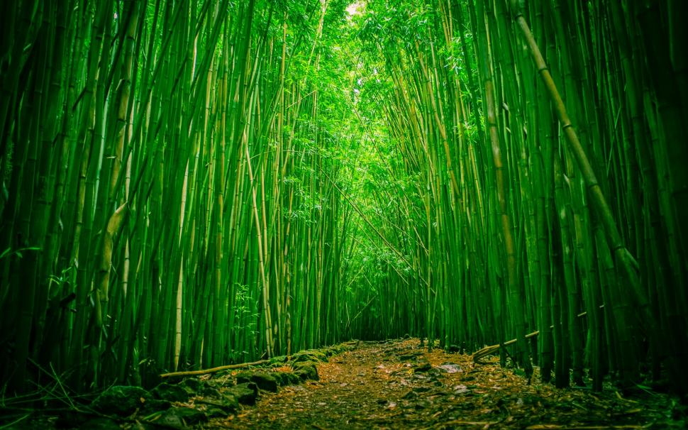 Bamboo Green Wood HD wallpaper,nature HD wallpaper,green HD wallpaper,wood HD wallpaper,bamboo HD wallpaper,1920x1200 wallpaper